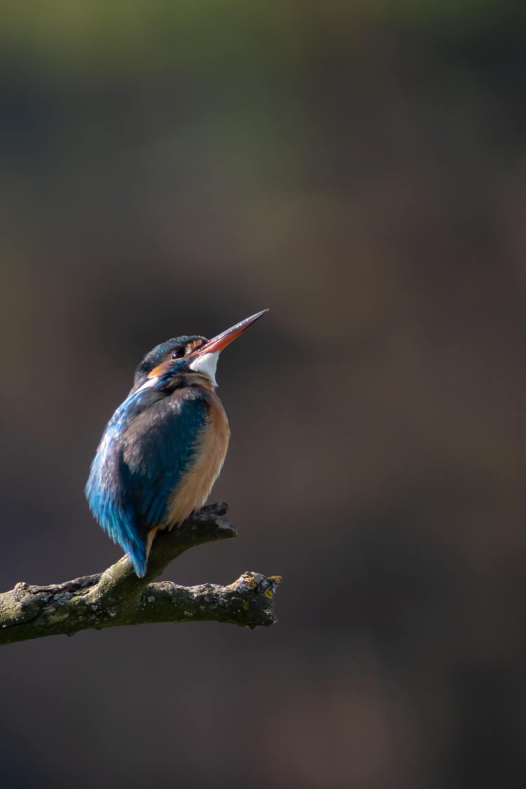 Martin Pescatore fotografia digiscoping