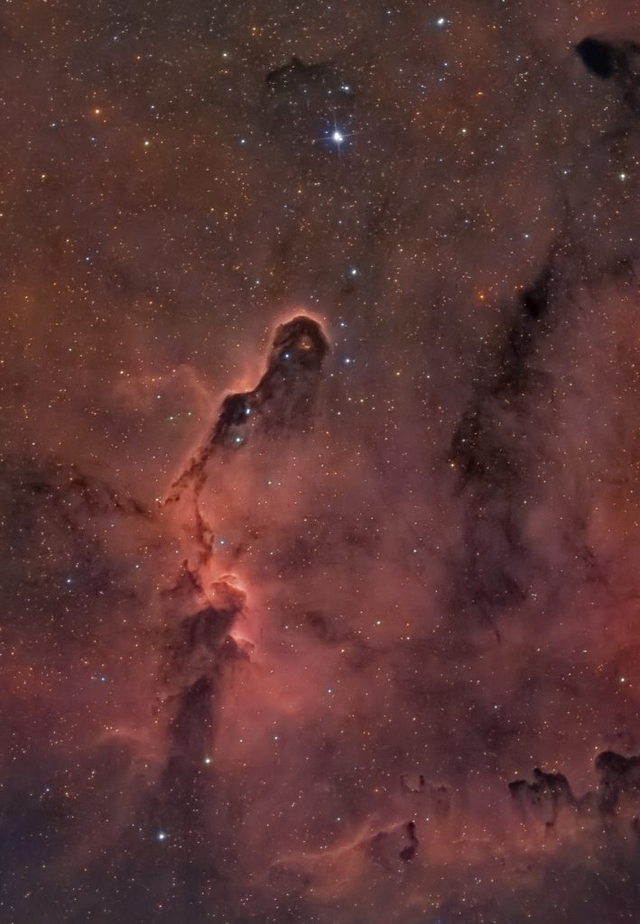 Nebulosa oscura chiamata vdB 142 e soprannominata Proboscide d'Elefante.
