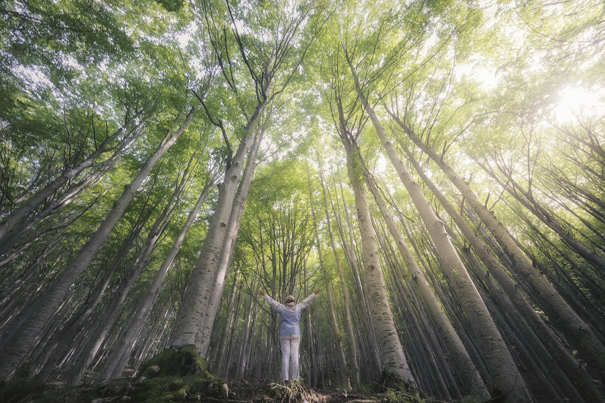 Into the Forest fotografia foresta