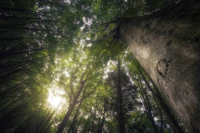 Into The Forest astrofotografia formazione luca fornaciari fotografia naturalistica adobe