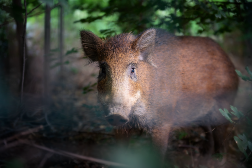 Cinghiale Nikon D750 a 70mm fotografia naturalistica