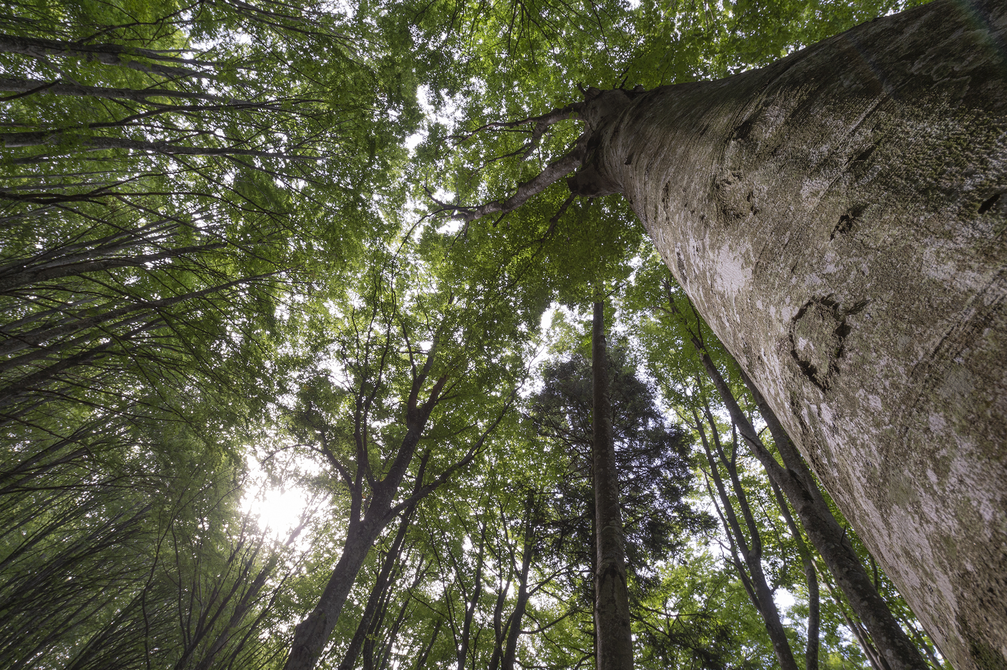 Il tuo percorso formativo photoshop forest processing