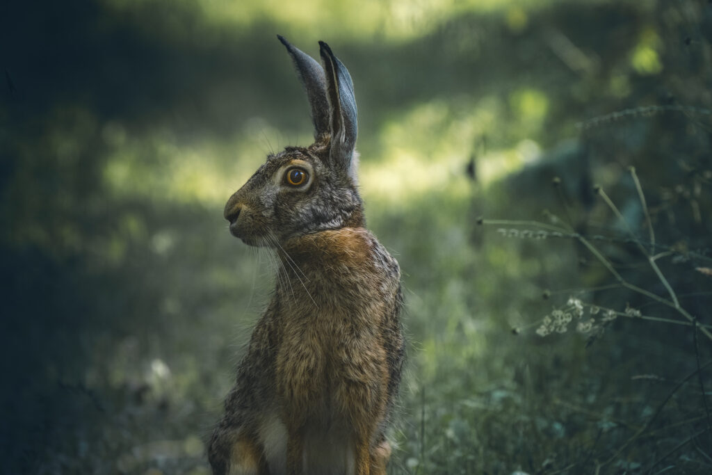 Lepre con Fujifilm X-T3 e XF 100-400mm f/4.5-5.6 R