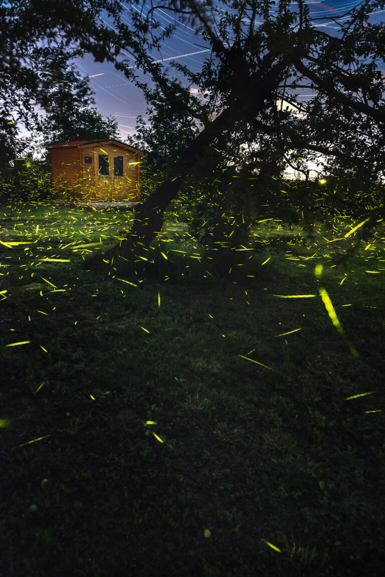 Fotografia Notturna alle Lucciole​
