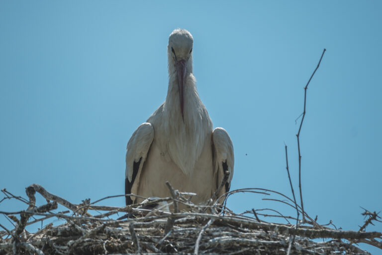 Fotografia Naturalistica: Le Cicogne