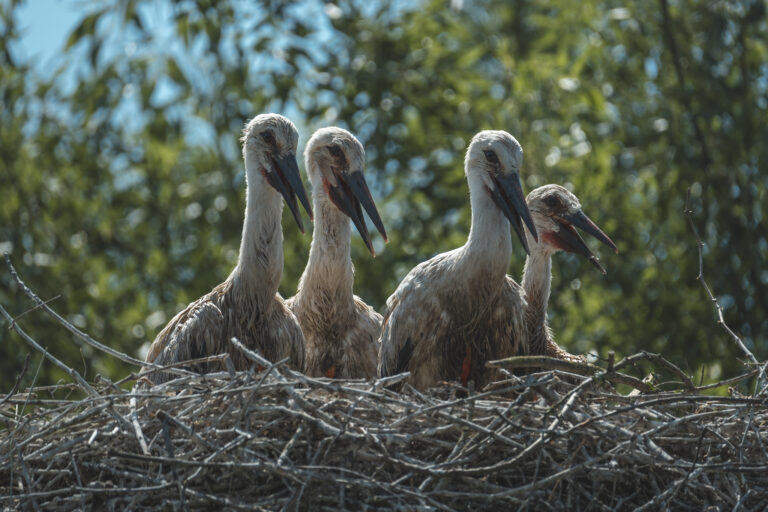 Fotografia Naturalistica: Le Cicogne