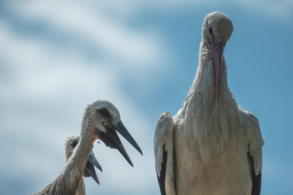 Fotografia Naturalistica: Le Cicogne Le Cicogne di Medolla
