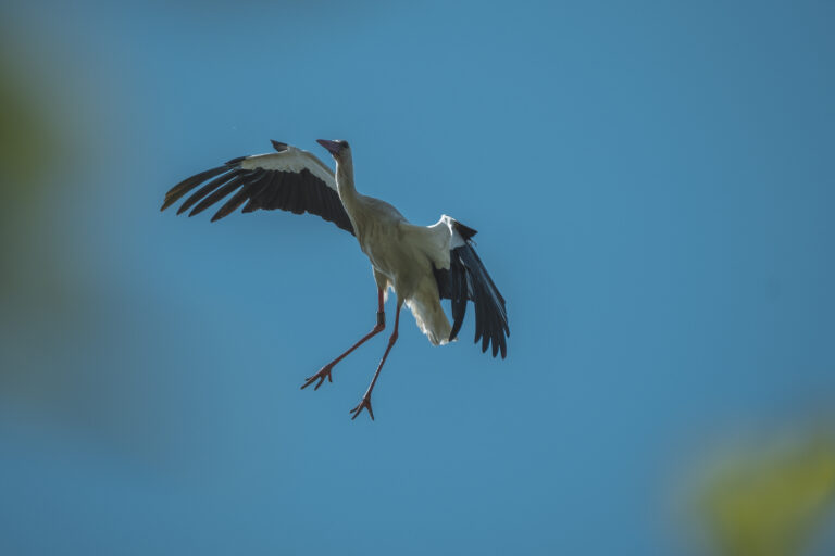 Fotografia Naturalistica: Le Cicogne