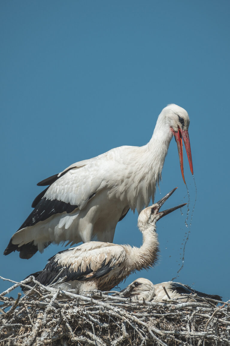 Fotografia Naturalistica: Le Cicogne
