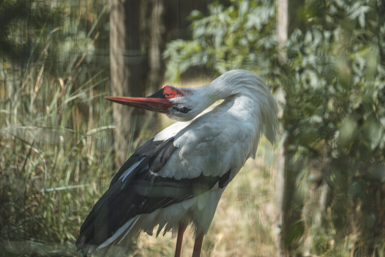 Fotografia Naturalistica: Le Cicogne