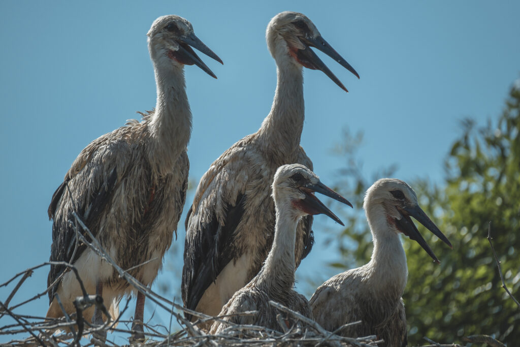 Fotografia Naturalistica: Le Cicogne