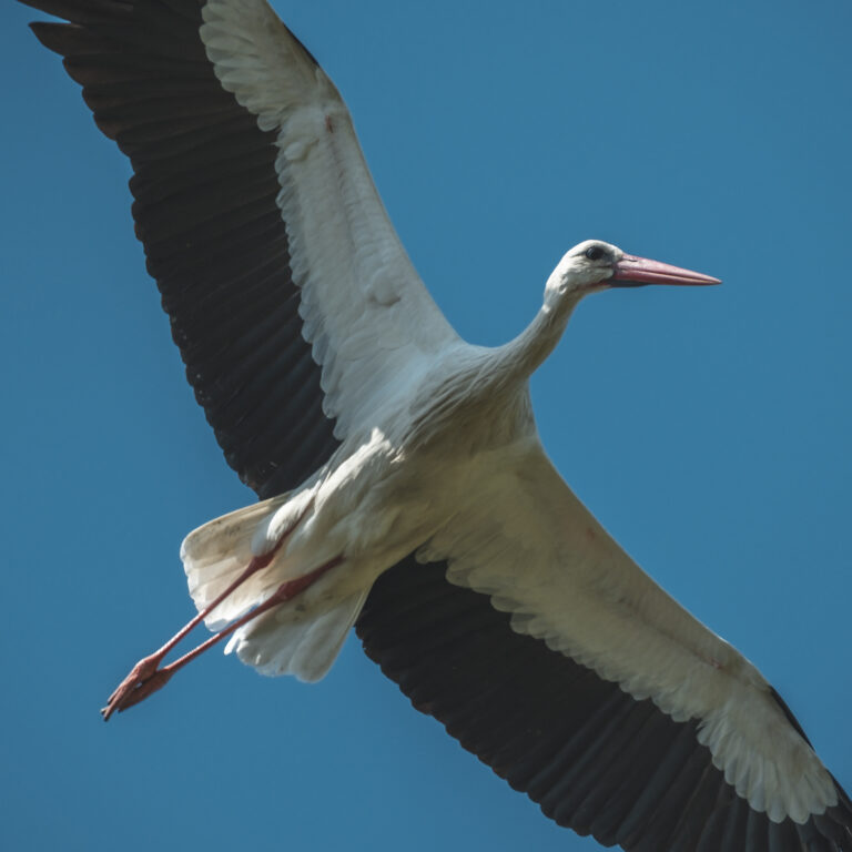 Fotografia Naturalistica: Le Cicogne Le Cicogne di Medolla