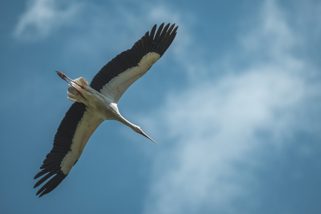 Fotografia Naturalistica: Le Cicogne