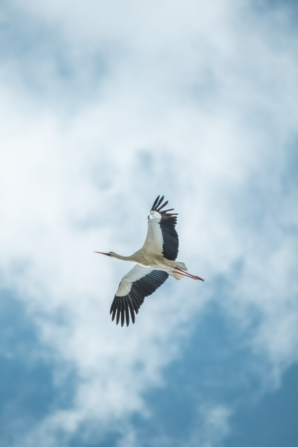 Fotografia Naturalistica: Le Cicogne