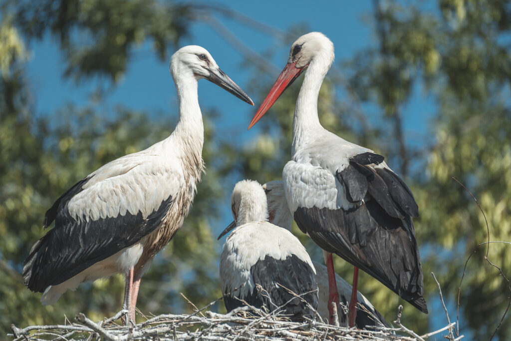Fotografia Naturalistica: Le Cicogne