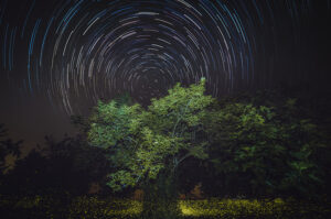Fotografia Star Trail con stelle e lucciole