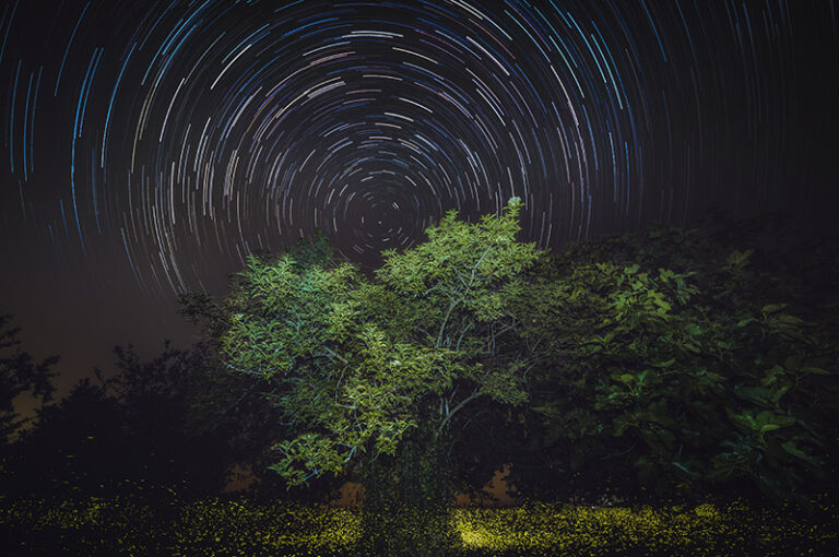 Fotografia Star Trail con stelle e lucciole
