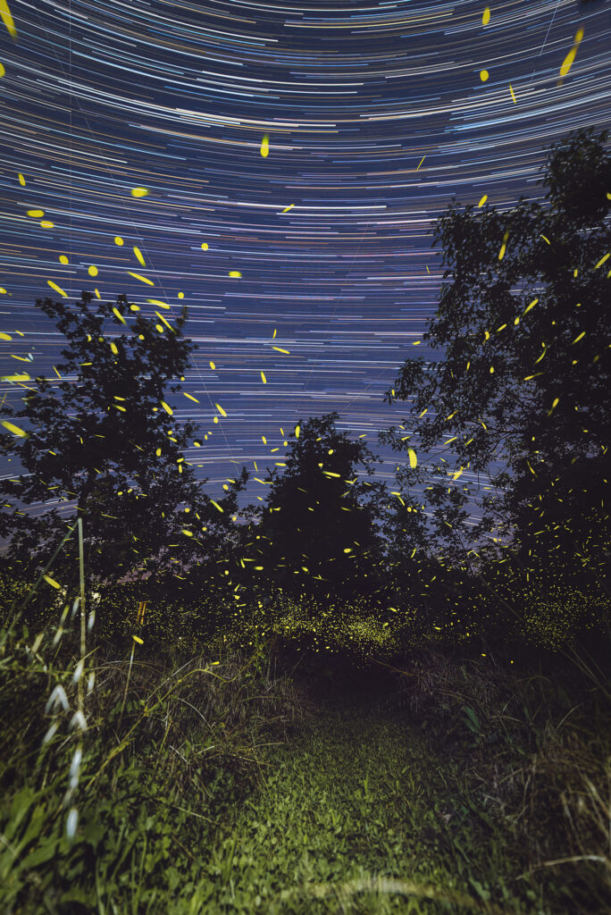 Fotografia a Lucciole e Star Trail Fotografia Star Trail con stelle e lucciole