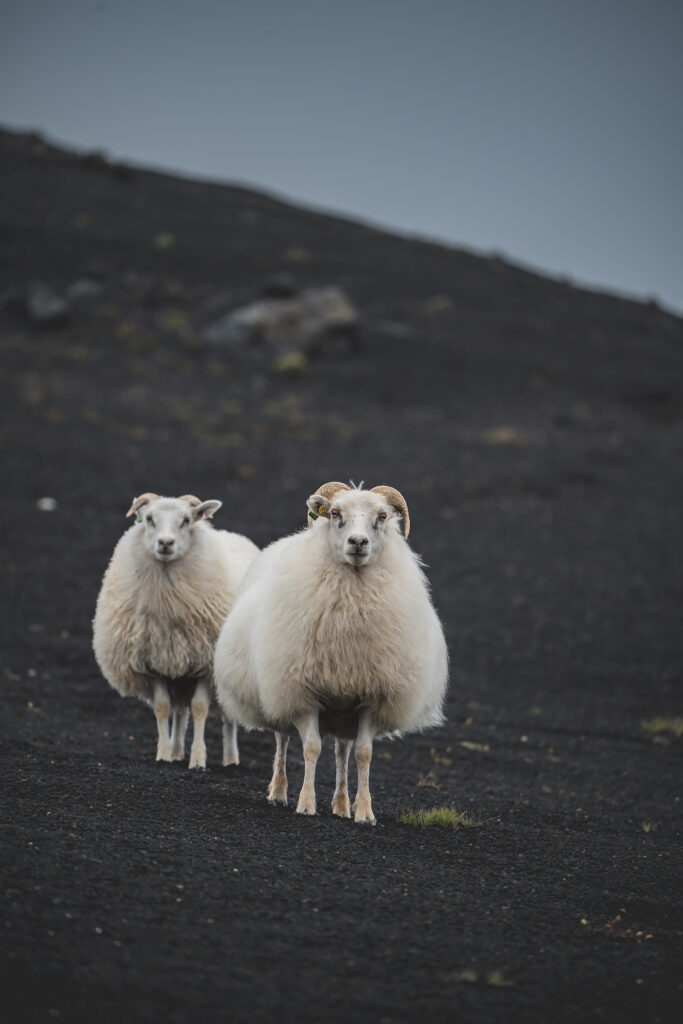 Lungo la Landmannaleið road Sony α7 III - Sony FE 200-600mm f / 5.6-6.3 G OSS